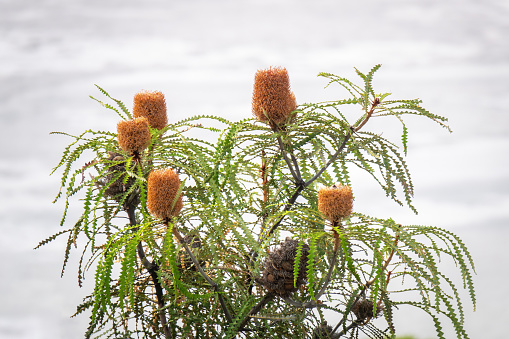 An image of a Banksia prionotes plant in south Australia