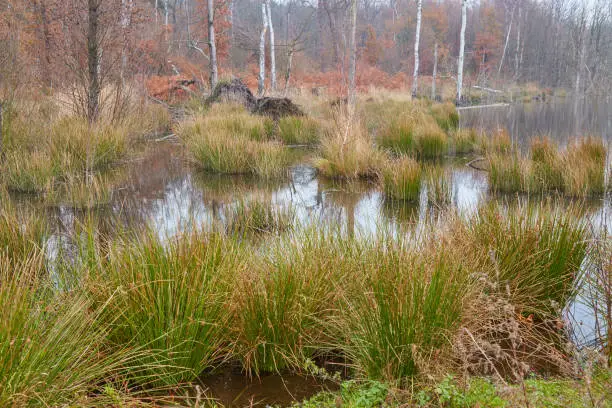 The Moor's habitat in which many animals and plants are native.