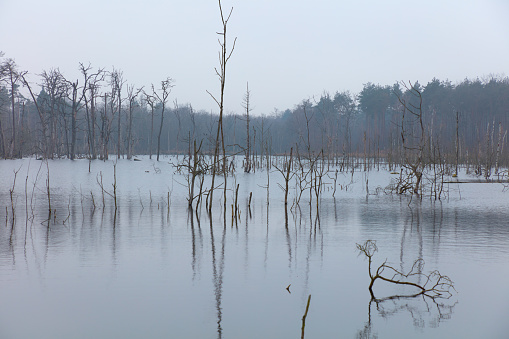Dead trees stand in the water in a lake.