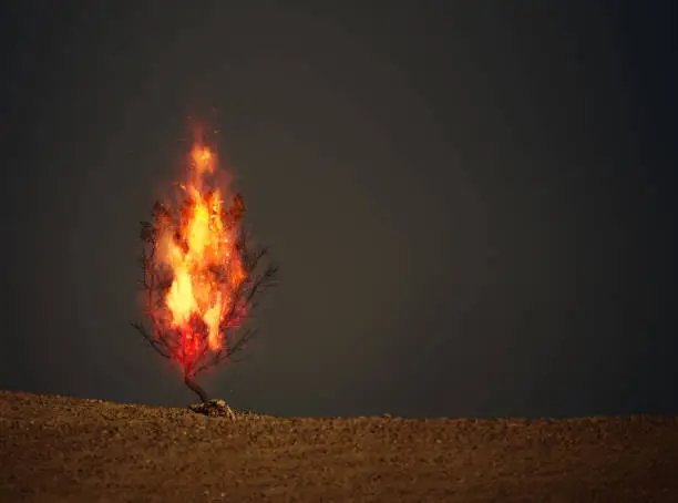 An image of a burning thorn bush christian symbol