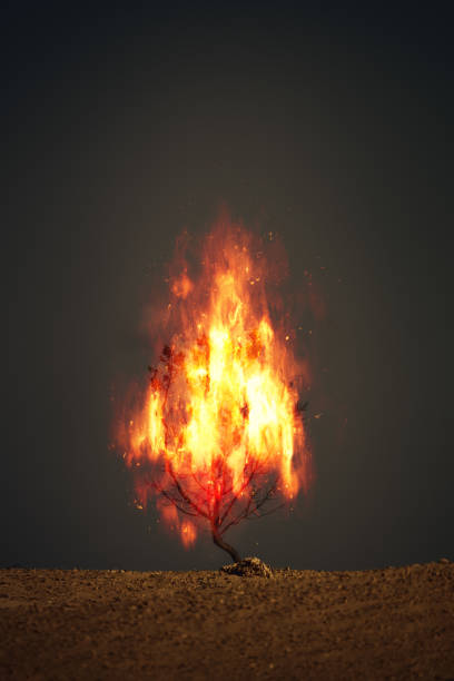 istock burning thorn bush christian symbol 1289066792