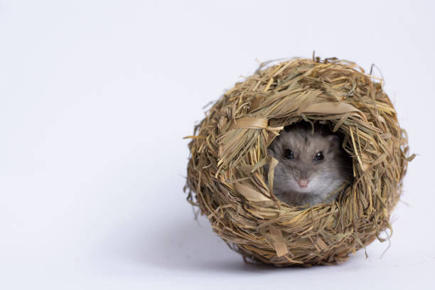 gray hamster loves home from hay, hiding in the nest of hay