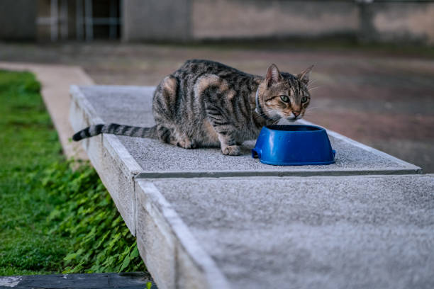 nette kleine katze essen auf einer plastikschüssel. haustier. - gatoo stock-fotos und bilder