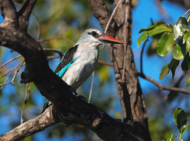 istock woodland Kingfisher 1289068041
