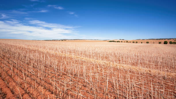 south australia agriculture dry field An image of a south australia agriculture dry field farmer-drought-australia stock pictures, royalty-free photos & images
