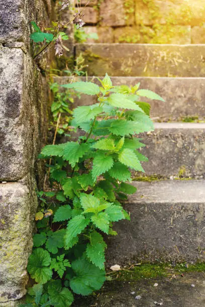 An image of a green stinging nettle