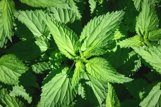 An image of a green stinging nettle
