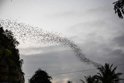 Every sunset bats fly out of their Phnom Sampeau (Sempeau) mountain caves returning at dawn. Battambang, Cambodia
