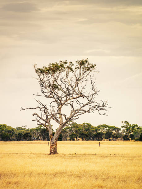 istock eucalyptus tree in an Australian landscape scenery 1289071493