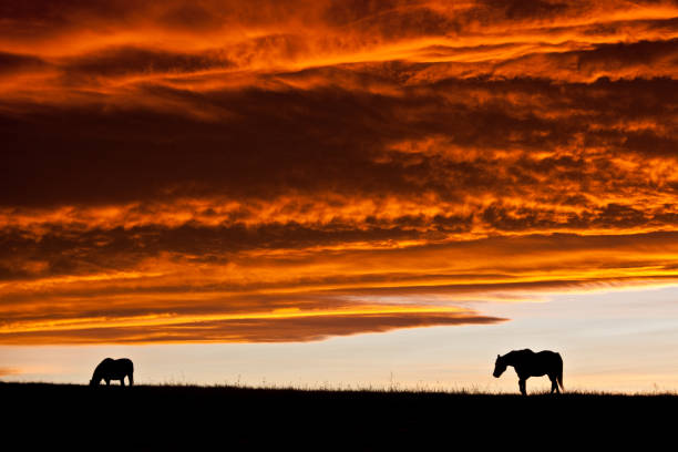 istock Two Horses On The Great Plains Against Dramatic Sunset Sky 1289071596