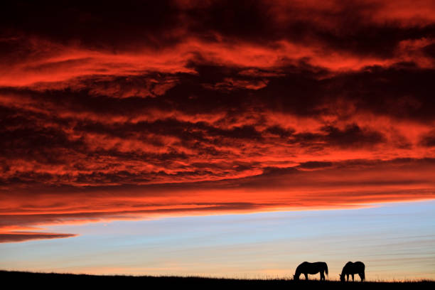 istock Two Horses On The Great Plains Against Dramatic Sunset Sky 1289071628