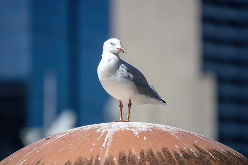 An image of a typical seagull on a roof