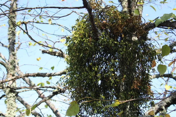 istock branches with an unusual pile of leaves on a blue sky background 1289074357