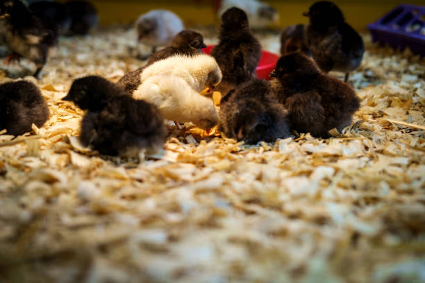 istock Baby Ducks and Chickens 1289074427