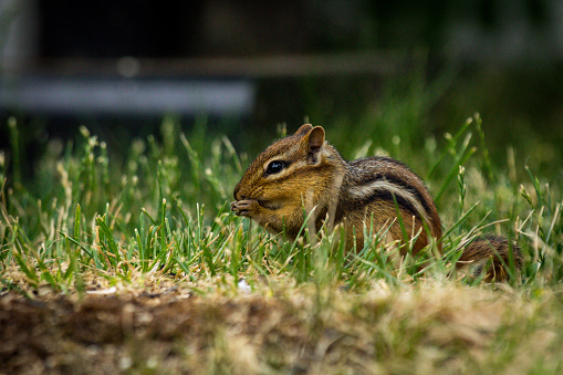 North American chipmunk exploring the yard early spring and eating fallen bird seed