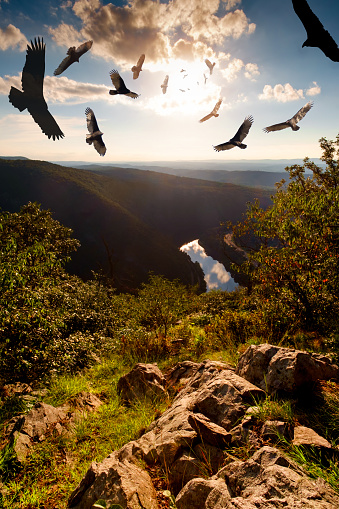 Flock of menacing circling turkey vultures hover high up in the sky at Mount Minsi and Tammany
