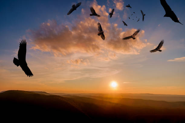 istock Menacing Circling Turkey Vultures 1289074459