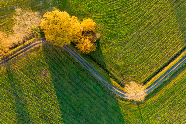 Aerial view of a country road through fields and some trees. Looks like a green stock index.