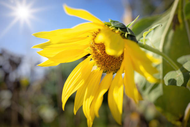 macro photo of sunflower