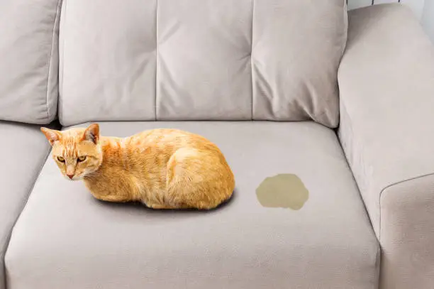 Cute blond cat sitting near wet or piss spot on the sofa inside the room cause by heat