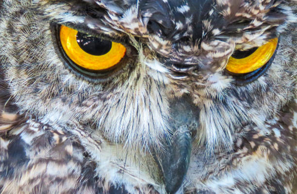istock Owl_eyes_close_up.jpg 1289078819
