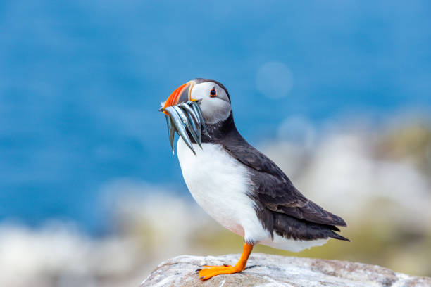 Puffin perched on a lichen covered rock with a beak full of sand eels. Puffin, atlantic puffin, Scientific name: Fratercula arctica with a beak full of sand eels.  Perched on a lichen covered rock. Blue sky background. Facing left. Horizontal farne islands stock pictures, royalty-free photos & images