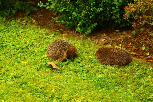 istock Hedgehog on a green meadow 1289079828