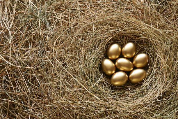 złote jaja w gnieździe - animal egg golden animal nest nest egg zdjęcia i obrazy z banku zdjęć