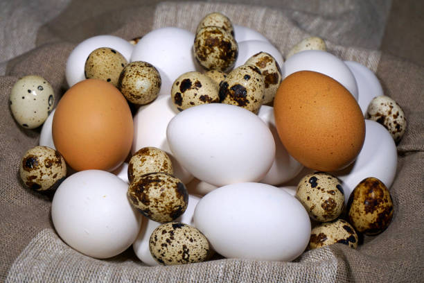 bird eggs. different kinds of bird eggs - baking flour ingredient animal egg imagens e fotografias de stock