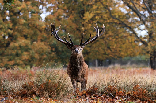 The red deer is one of the largest deer species. The red deer inhabits most of Europe, the Caucasus Mountains region, Asia Minor, Iran, parts of western Asia, and central Asia.