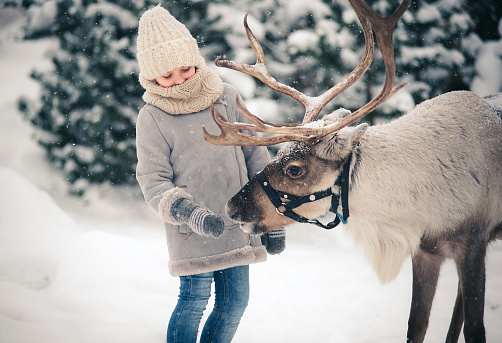 A little girl feeds a horned reindeer in the winter forest. Christmas snow fairy tale