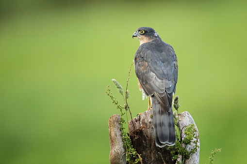 The Eurasian sparrowhawk, also known as the northern sparrowhawk or simply the sparrowhawk, is a small bird of prey in the family Accipitridae.