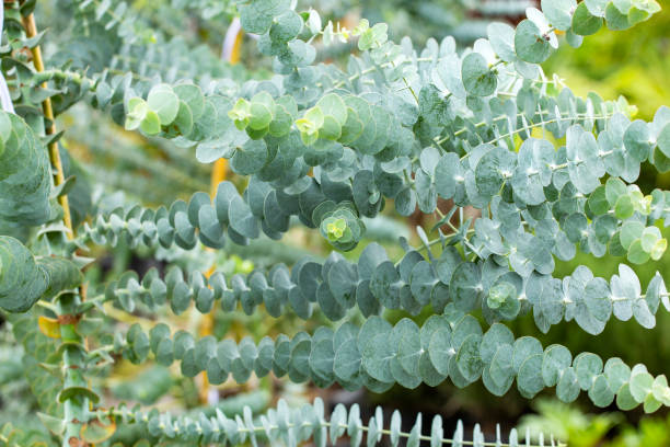 istock Medicinal leaves of eucalyptus - Eucalyptus little boy blue 1289085751