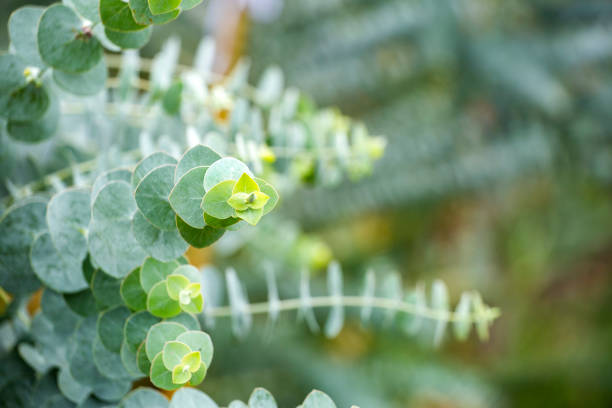 istock Eucalyptus plant baby blue - Eucalyptus little boy blue 1289085759