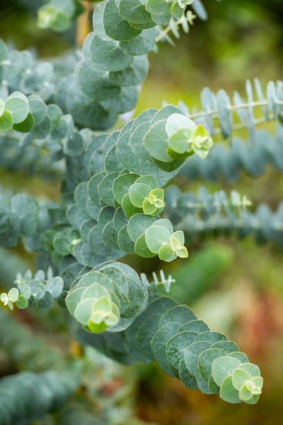 istock Eucalyptus plant baby blue - Eucalyptus little boy blue 1289085762