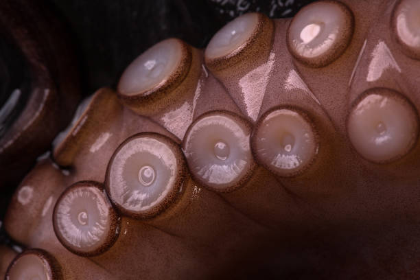 istock Octopus tentacles close-up on a dark background. Macro 1289086461