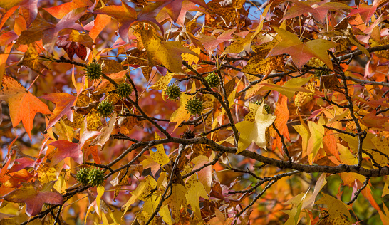 Close-up of red autumn leaf of Liquidambar styraciflua, commonly called American sweetgum (Amber tree)  with green spiky balls seeds. Amber tree twig in autumn garden. Nature concept for design