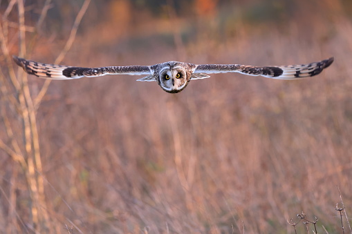 The short-eared owl is a widespread grassland species in the. Owls belonging to genus Asio are known as the eared owls, as they have tufts of feathers resembling mammalian ears.