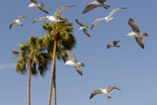 Sea gull flying through the air past natural California palm trees