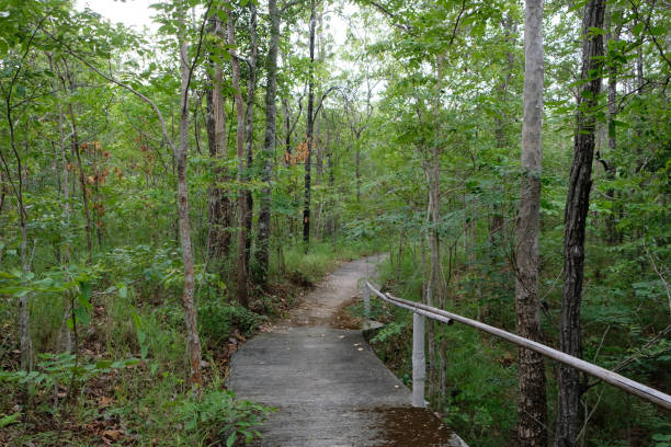 istock the pictures of nature forest 1289089012