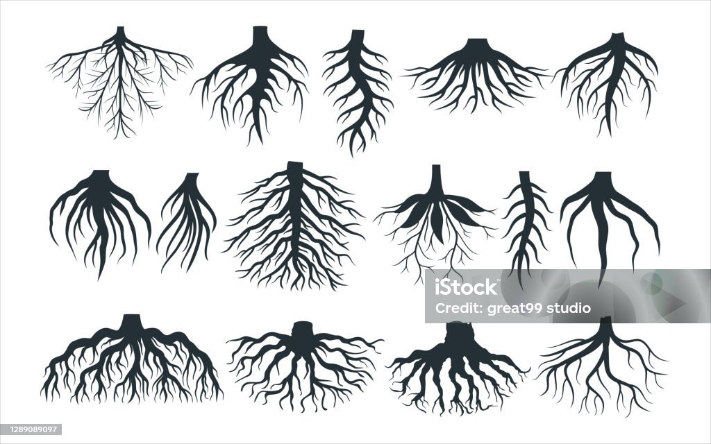 Root Shape Shape Assorted Plant Root Type Shape Vector Graphic Design Template Set For ...