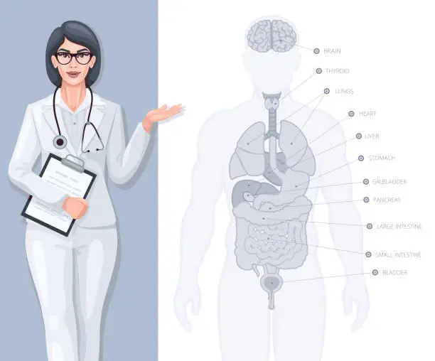Vector illustration of Female doctor showing poster with human anatomy