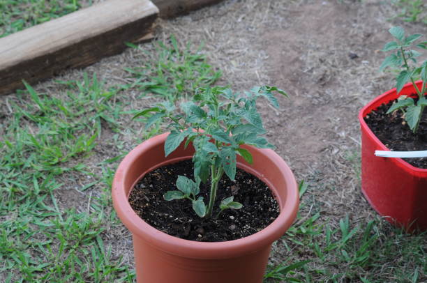 istock Tomatoes and family 1289091662