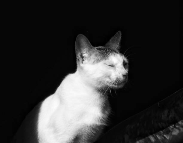 istock Black and White Image of Candid Cat in the Roof 1289093733