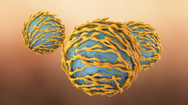 istock Lymphocyte, 3D illustration. Closeup view of T-cell or B-cell 1289093945