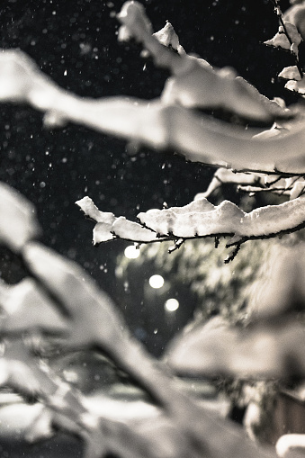 Winter time in Slovenia, first snow of the year. Shot of a snow on a branch.
