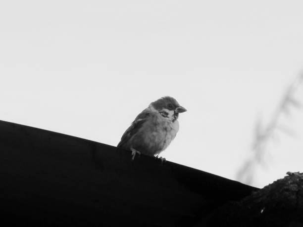 istock Fascinating Bird in the Roof 1289094884