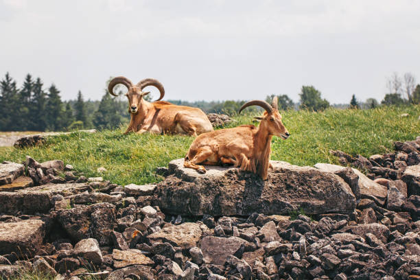 Group of barbary sheep wild goats antelope lying resting on rocks during hot summer day. Herd of wild Texas aoudad goats with large curvy horns outdoor in savanna park. grupo de ovejas bárbaras antílopes de cabras silvestres que descansan sobre las rocas durante el caluroso día de verano. rebaño de cabras salvajes de texas aoudad con grandes cuernos de curvilínea al aire libre en el parque de la sabana.