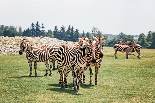 A herd of plains zebra standing together in savanna park on summer day. Exotic African black-and-white striped animals walking in prairie. Beauty in nature. Wild species in natural habitat.