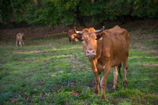 istock cows in a galician field 1289097553